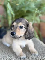 Gunner, a male Miniature Dachshund for sale in Forsyth, GA – 2 of 5