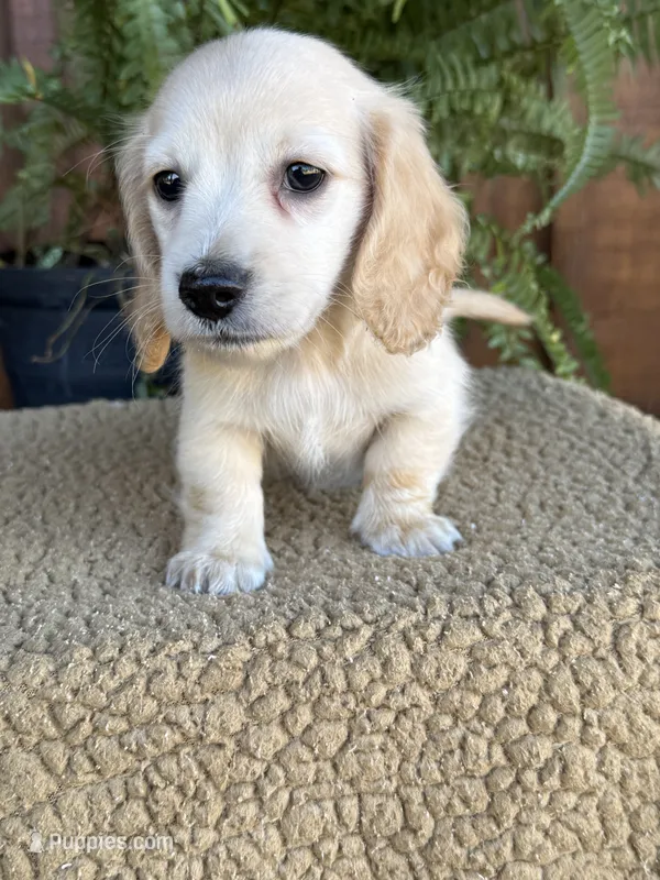 Trigger, a male Miniature Dachshund for sale in Forsyth, GA – 1 of 3