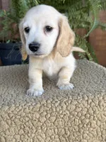 Trigger, a male Miniature Dachshund for sale in Forsyth, GA – 1 of 3