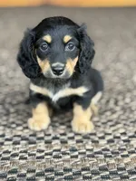 Josey, a female Miniature Dachshund for sale in Forsyth, GA – 5 of 5