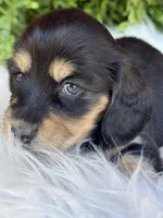 Lilly, a female Miniature Dachshund for sale in Forsyth, GA – Photo 3 of 6