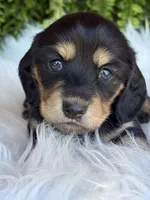 Lilly, a female Miniature Dachshund for sale in Forsyth, GA – Photo 4 of 6
