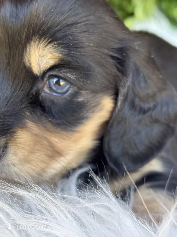Lilly – Miniature Dachshund puppy for sale in Forsyth, GA