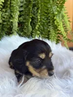 Lilly, a female Miniature Dachshund for sale in Forsyth, GA – Photo 6 of 6