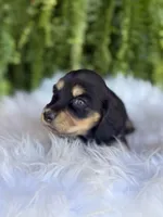 Lilly, a female Miniature Dachshund for sale in Forsyth, GA – Photo 2 of 6