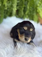Lilly, a female Miniature Dachshund for sale in Forsyth, GA – Photo 5 of 6