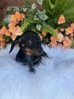 Scout, a female Miniature Dachshund for sale in Forsyth, GA – 4 of 8
