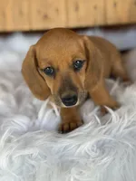 Josey, a female Miniature Dachshund for sale in Forsyth, GA – 2 of 2