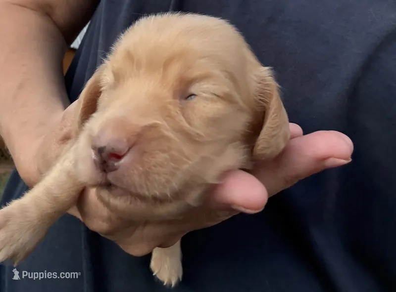 Twinkie – Miniature Dachshund puppy for sale in Forsyth, GA
