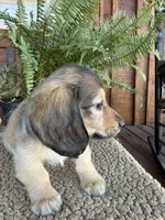 Gunner, a male Miniature Dachshund for sale in Forsyth, GA – 3 of 5