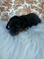 Dutton, a male Miniature Dachshund for sale in Forsyth, GA – 2 of 5