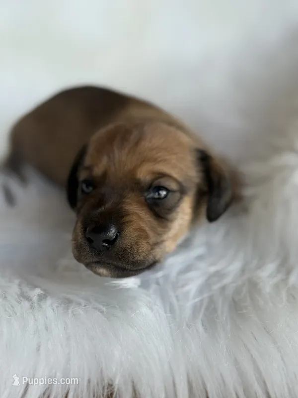 Gus – Miniature Dachshund puppy for sale in Forsyth, GA