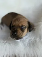 Gus, a male Miniature Dachshund for sale in Forsyth, GA – 1 of 3
