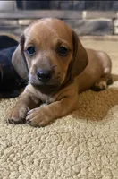 Pistol, a male Miniature Dachshund for sale in Forsyth, GA – 2 of 2