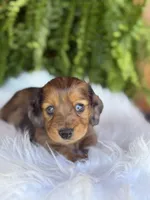 Bunny, a female Miniature Dachshund for sale in Forsyth, GA – Photo 1 of 6