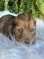 Bunny, a female Miniature Dachshund for sale in Forsyth, GA – Photo 3 of 6