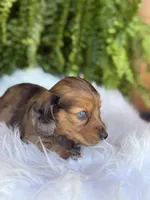 Bunny, a female Miniature Dachshund for sale in Forsyth, GA – Photo 5 of 6