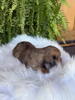 Bunny, a female Miniature Dachshund for sale in Forsyth, GA – Photo 6 of 6