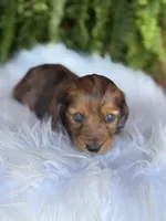 Bunny, a female Miniature Dachshund for sale in Forsyth, GA – Photo 4 of 6