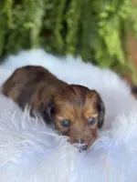 Bunny, a female Miniature Dachshund for sale in Forsyth, GA – Photo 2 of 6