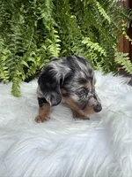 Honey, a female Miniature Dachshund for sale in Forsyth, GA – 3 of 7