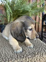 Gunner, a male Miniature Dachshund for sale in Forsyth, GA – 4 of 5