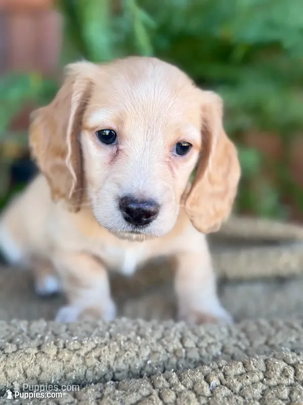 Woody – Miniature Dachshund puppy for sale in Forsyth, GA