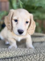 Woody, a male Miniature Dachshund for sale in Forsyth, GA – 5 of 5