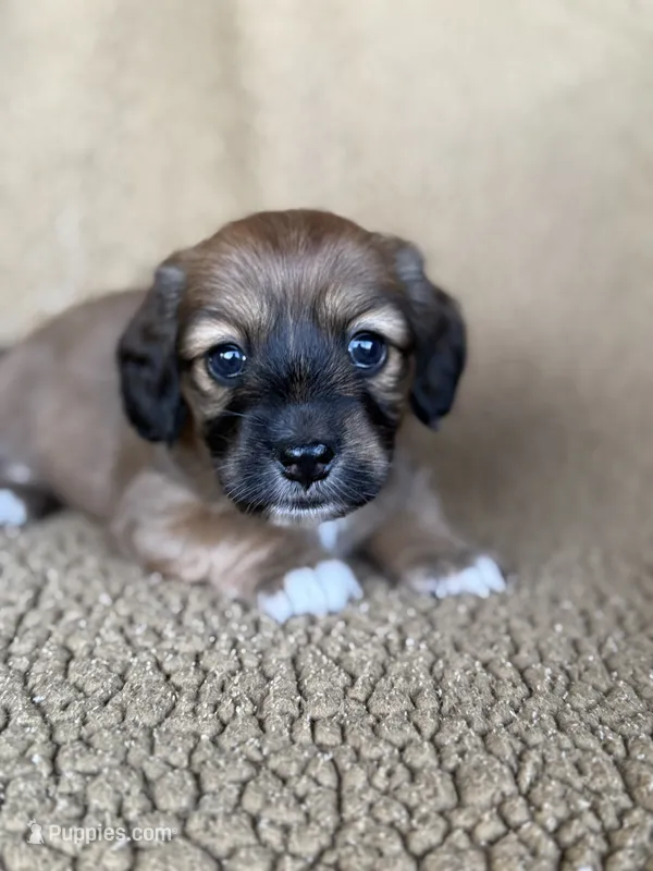 Oakley – Miniature Dachshund puppy for sale in Forsyth, GA