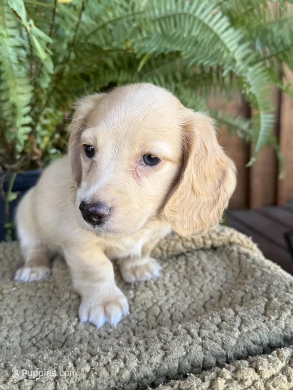 Woody – Miniature Dachshund puppy for sale in Forsyth, GA
