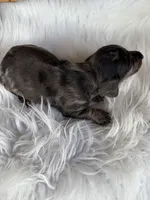 Jake, a male Miniature Dachshund for sale in Forsyth, GA – 7 of 7