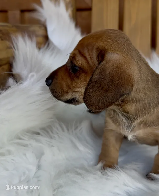 Gus – Miniature Dachshund puppy for sale in Forsyth, GA
