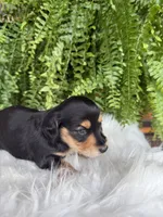 Henry, a male Miniature Dachshund for sale in Forsyth, GA – 4 of 5