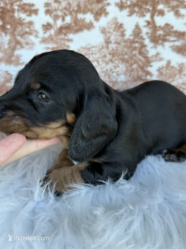 Dutton – Miniature Dachshund puppy for sale in Forsyth, GA