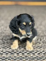 Josey, a female Miniature Dachshund for sale in Forsyth, GA – 2 of 5