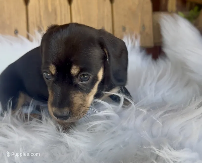 Woodrow – Miniature Dachshund puppy for sale in Forsyth, GA