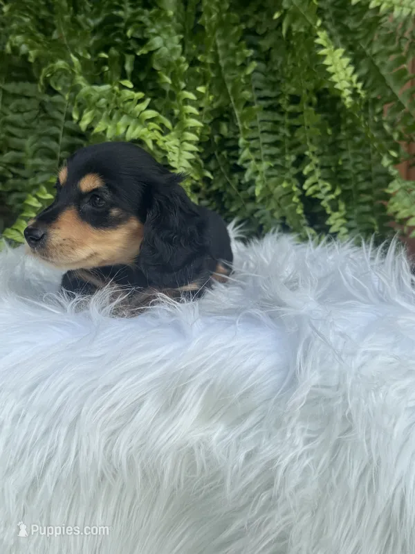 Henry – Miniature Dachshund puppy for sale in Forsyth, GA