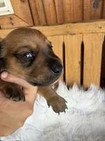 Gus, a male Miniature Dachshund for sale in Forsyth, GA – 2 of 3