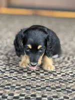 Josey, a female Miniature Dachshund for sale in Forsyth, GA – 4 of 5