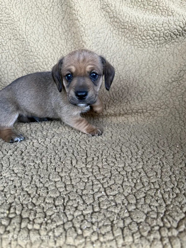Gus – Miniature Dachshund puppy for sale in Forsyth, GA