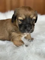 Oakley, a female Miniature Dachshund for sale in Forsyth, GA – 5 of 5