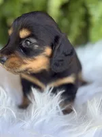 Buttercup, a female Miniature Dachshund for sale in Forsyth, GA – Photo 2 of 7