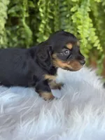 Buttercup, a female Miniature Dachshund for sale in Forsyth, GA – Photo 6 of 7