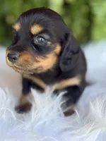 Buttercup, a female Miniature Dachshund for sale in Forsyth, GA – Photo 5 of 7