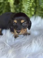Buttercup, a female Miniature Dachshund for sale in Forsyth, GA – Photo 4 of 7
