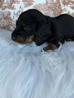 Dutton, a male Miniature Dachshund for sale in Forsyth, GA – 5 of 5