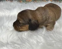 Emma, a female Miniature Dachshund for sale in Forsyth, GA – Photo 1 of 6