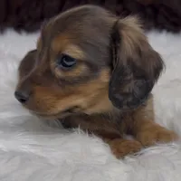 Emma, a female Miniature Dachshund for sale in Forsyth, GA – Photo 1 of 2