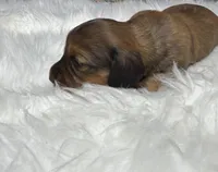 Emma, a female Miniature Dachshund for sale in Forsyth, GA – Photo 4 of 6