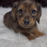 Emma, a female Miniature Dachshund for sale in Forsyth, GA – Photo 2 of 2
